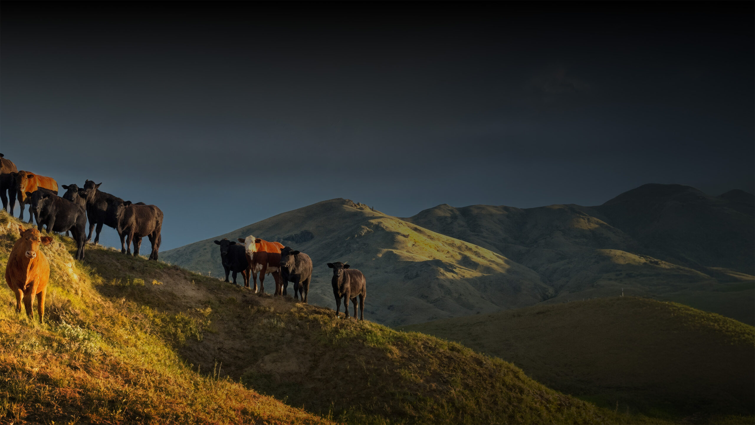 American Akaushi cattle on open Idaho ranchland