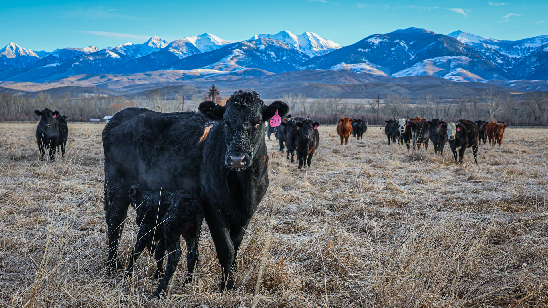 All Natural Beef Hook and Cleaver